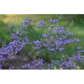 Statice vivace à grandes feuilles - Limonium latifolium