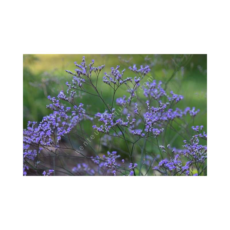 Limonium latifolium - Statice vivace