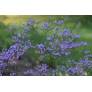 Limonium latifolium - Statice vivace