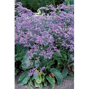 Limonium latifolium - Statice vivace