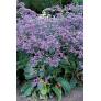 Limonium latifolium - Statice vivace