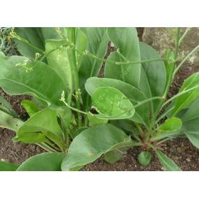 Limonium latifolium - Statice vivace