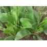 Limonium latifolium - Statice vivace