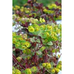 Euphorbia 'Velvet Ruby'