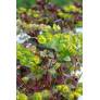 Euphorbia 'Velvet Ruby'