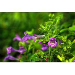 Calamintha grandiflora - Thé de l'Aubrac