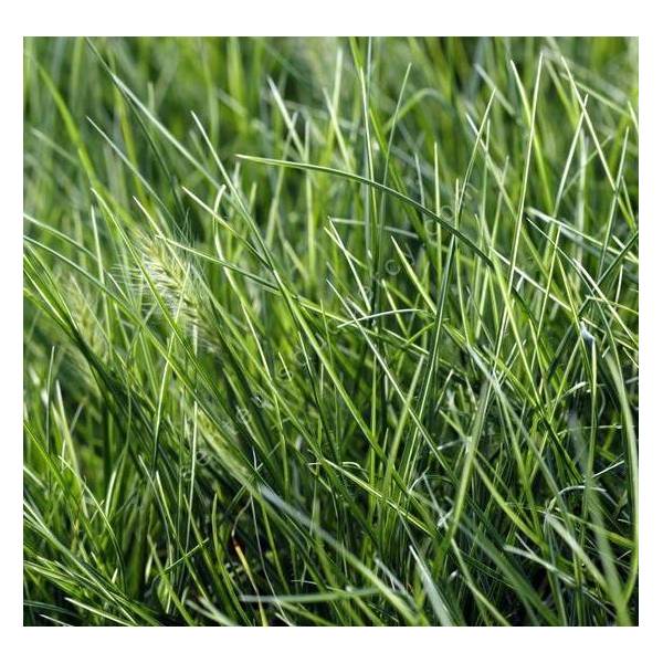 Pennisetum alopecuroides 'Little Honey' - Herbe aux écouvillons panachée