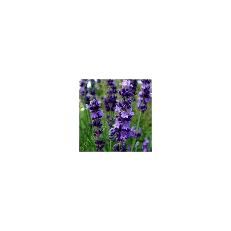 Lavandula angustifolia 'Charlie' - Vraie Lavande