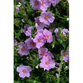 Cistus x pulverulentus