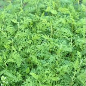 Artemisia abrotanum 'Courson' - Armoise