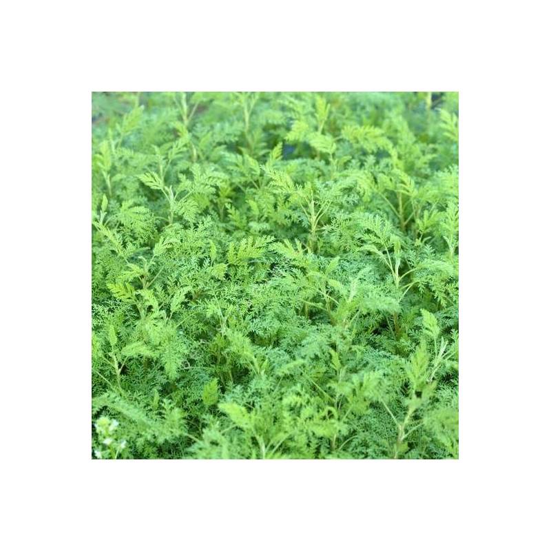 Artemisia abrotanum 'Courson' - Armoise