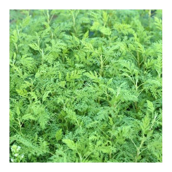 Artemisia abrotanum 'Courson' - Armoise