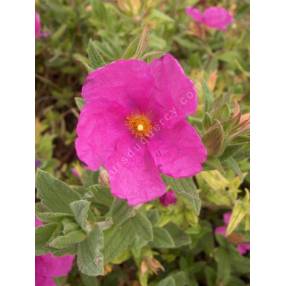 Cistus x pulverulentus