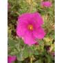 Cistus x pulverulentus