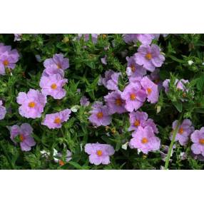 Cistus x pulverulentus