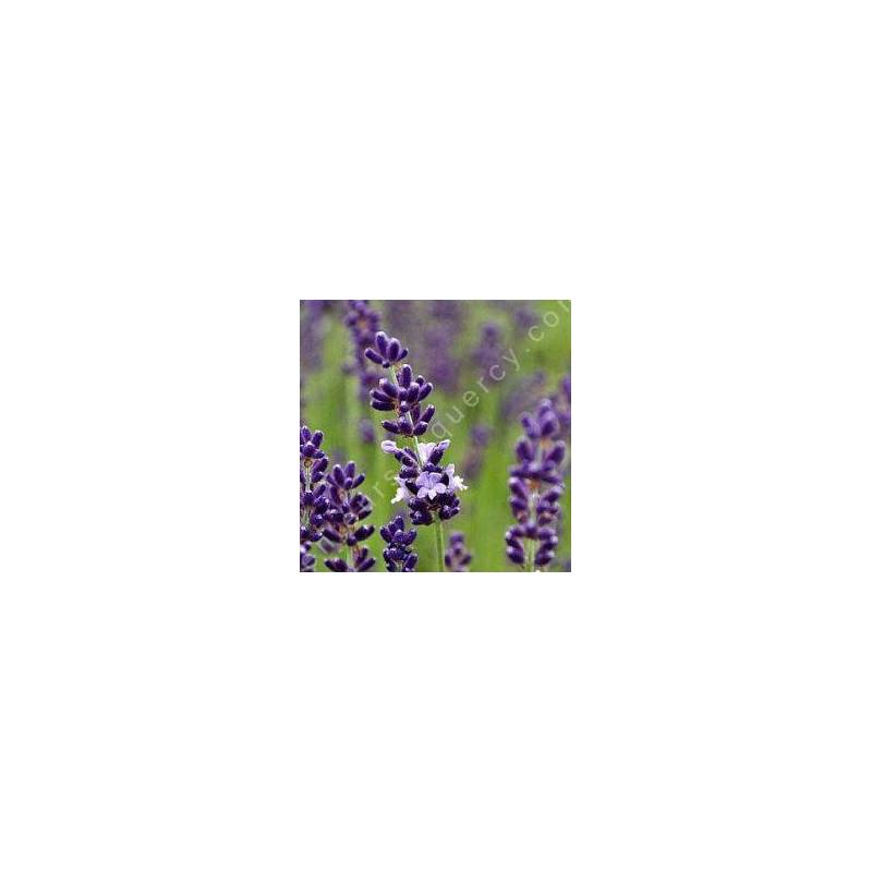 Lavandula angustifolia 'Contrast', Vraie Lavande
