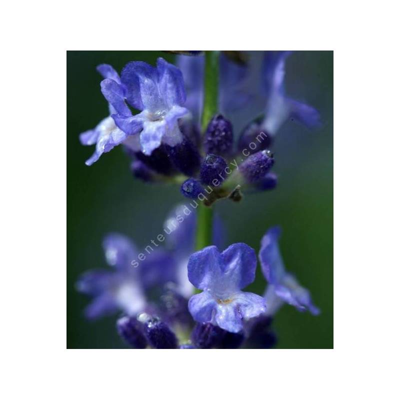 Lavandula angustifolia 'Sophia', Vraie Lavande