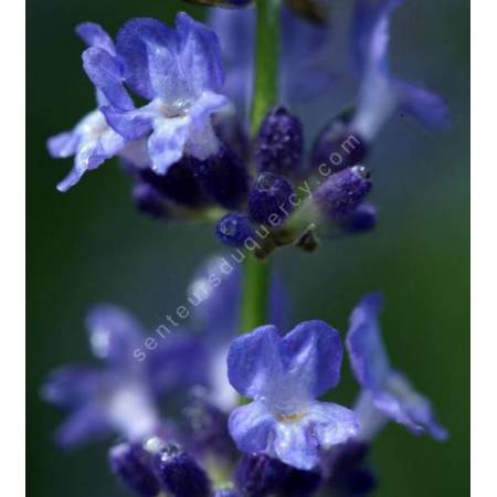 Lavandula angustifolia 'Sophia', Vraie Lavande