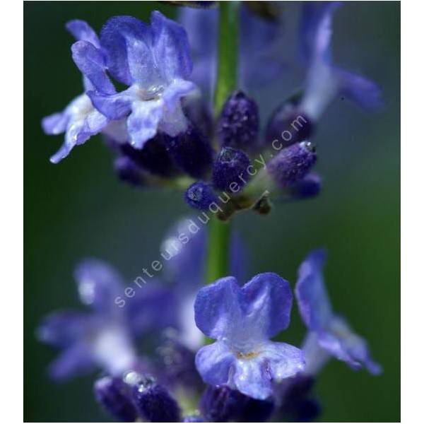 Lavandula angustifolia 'Sophia', Vraie Lavande