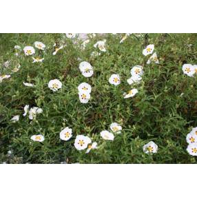 Cistus x purpureus 'Alan Fradd'  - Ciste pourpre à fleur blanche