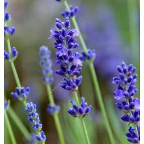 Lavandula angustifolia 'Peter Pan', Vraie Lavande