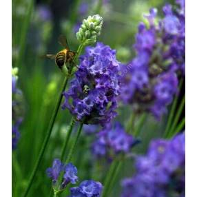 Lavandula angustifolia 'Lavenite Petite' ®, Vraie Lavande