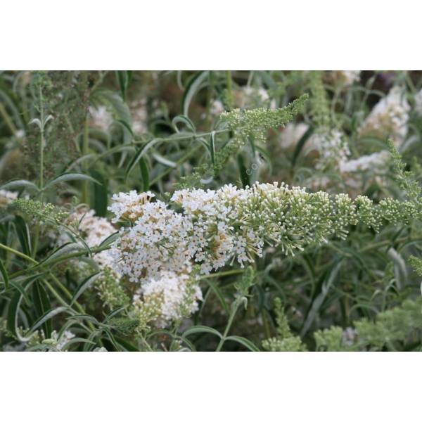 Buddleja davidii 'Nanho White'