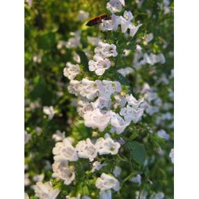 Calamintha nepeta - Calament