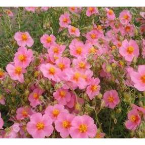 Helianthemum  'Lawrensons Pink' - Hélianthème