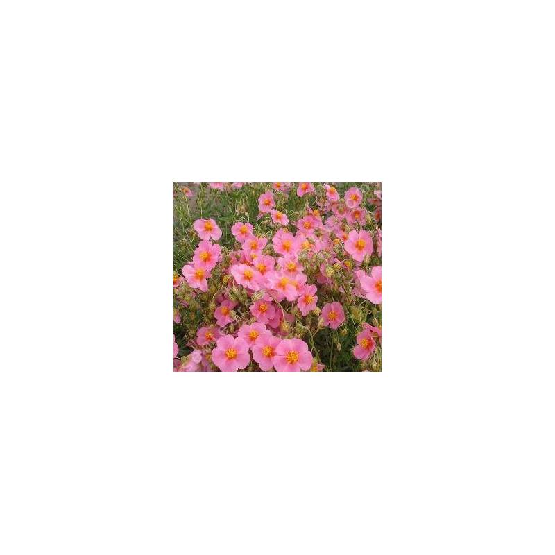 Helianthemum  'Lawrensons Pink' - Hélianthème