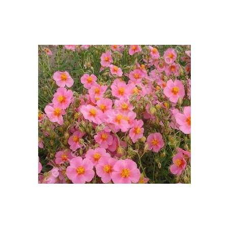 Helianthemum  'Lawrensons Pink' - Hélianthème