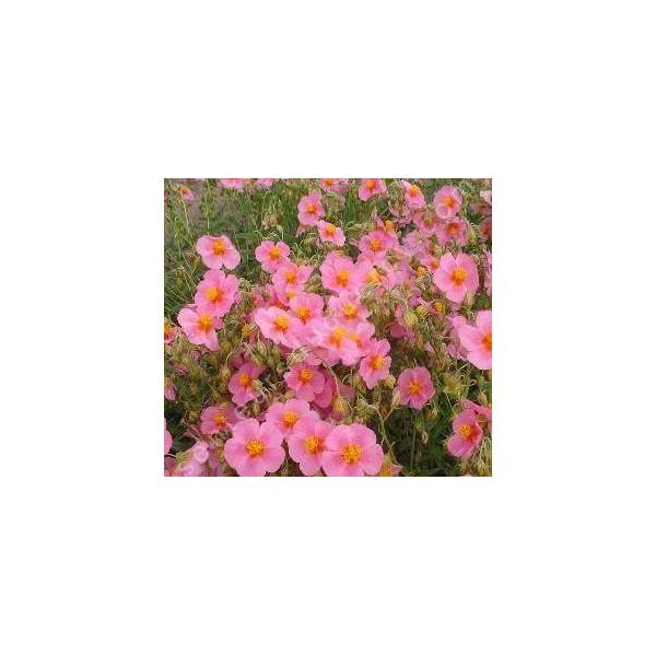 Helianthemum  'Lawrensons Pink' - Hélianthème