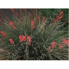 Hesperaloe parviflora - Yucca rouge