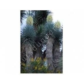 Yucca bleu sur tronc