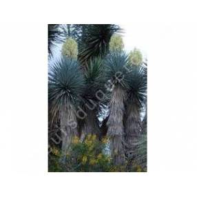 Yucca rigida