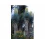 Yucca bleu sur tronc