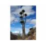 Yucca mixtecana