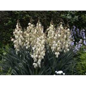 Floraison blanche de Yucca filamentosa