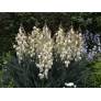 Floraison blanche de Yucca filamentosa