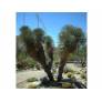 Yucca elata - Arbre à savon
