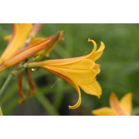 Hemerocallis dumortieri