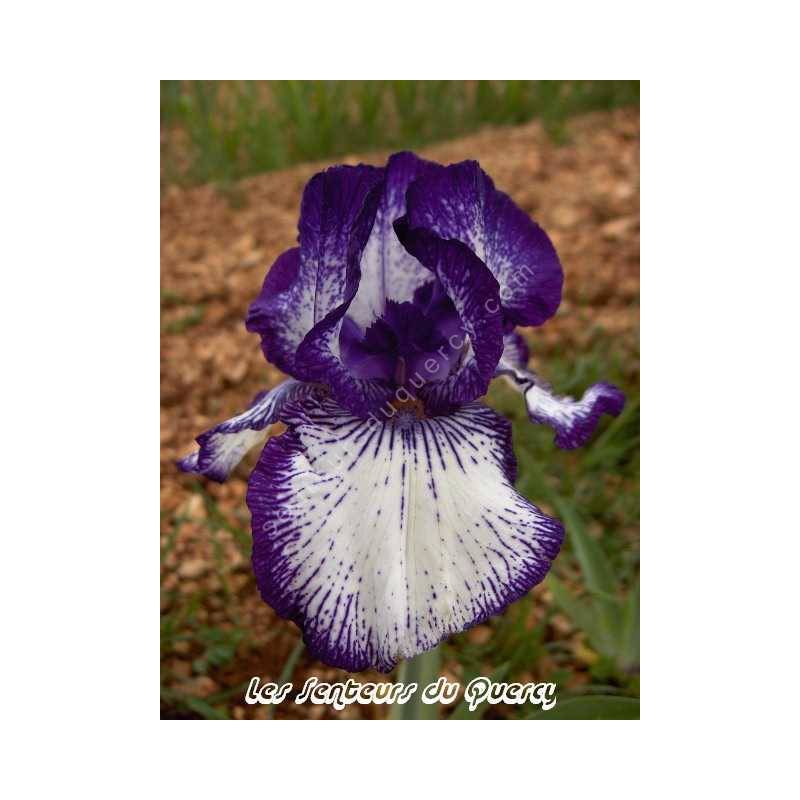 Iris 'Art Deco'