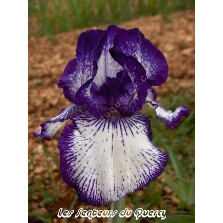 Iris 'Art Deco'