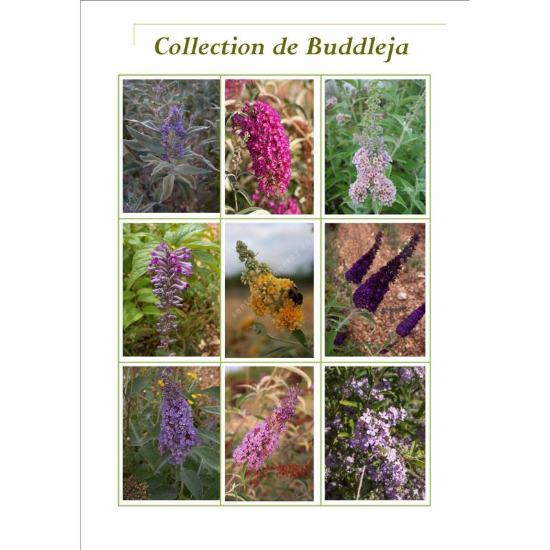 Collection de Buddelja - arbres aux papillons