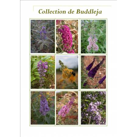 Collection de Buddelja - arbres aux papillons