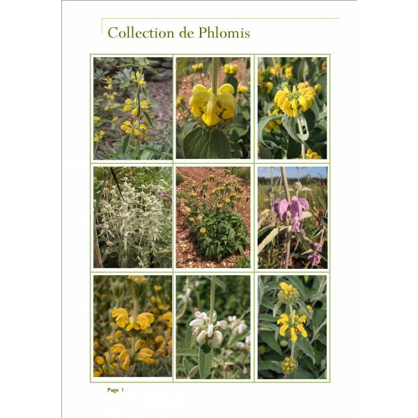 Collection de Phlomis - Sauges de Jérusalem