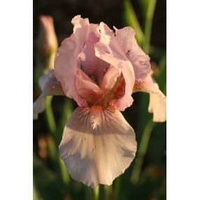 Iris 'Pink kitten'