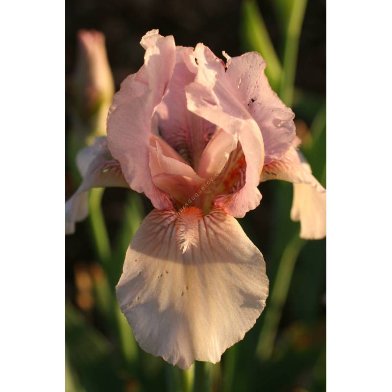 Iris 'Pink kitten'