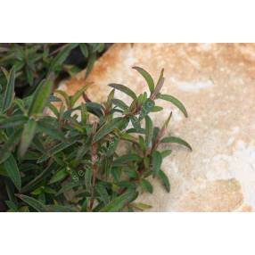 Cistus x verguinii