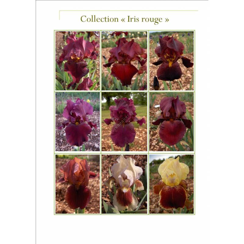 Collection d'iris brun